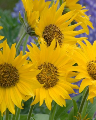 Sunflowers papel de parede para celular para Nokia C-Series