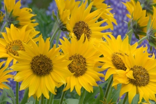 Free Sunflowers Picture for Android, iPhone and iPad