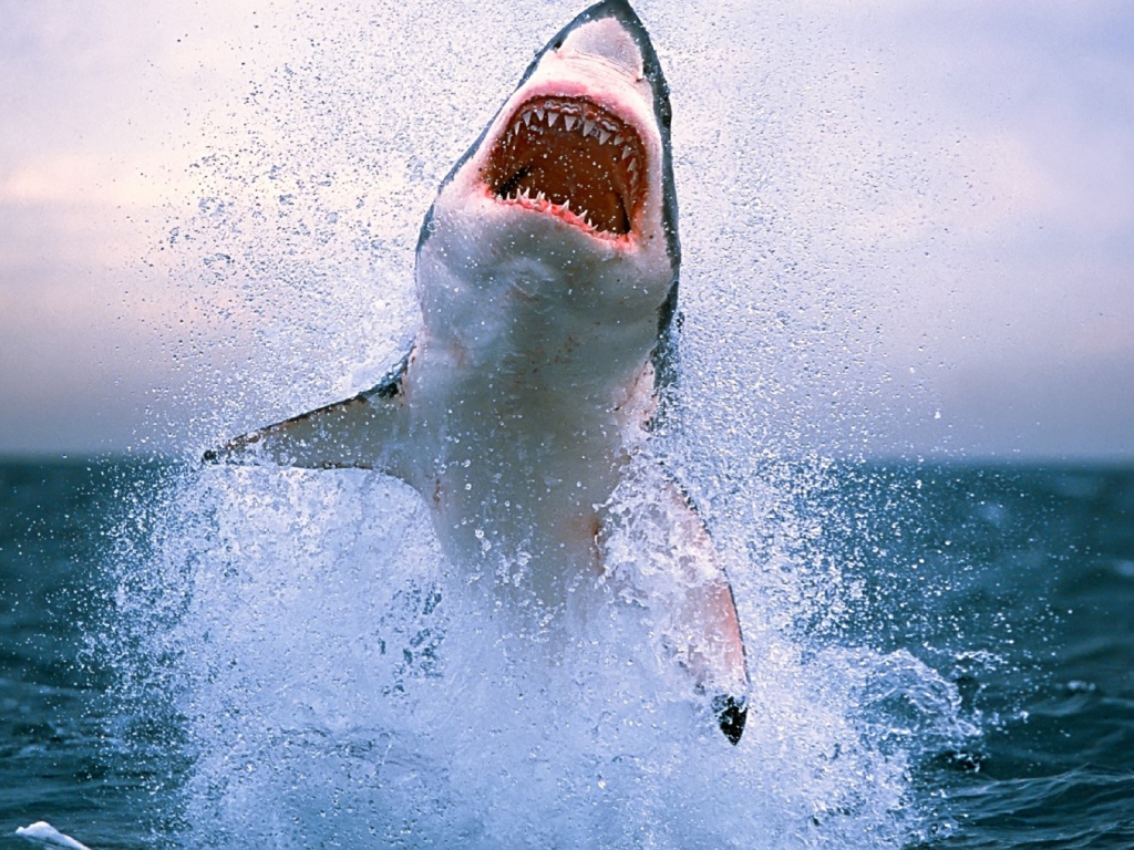 Dangerous Shark wallpaper 1024x768