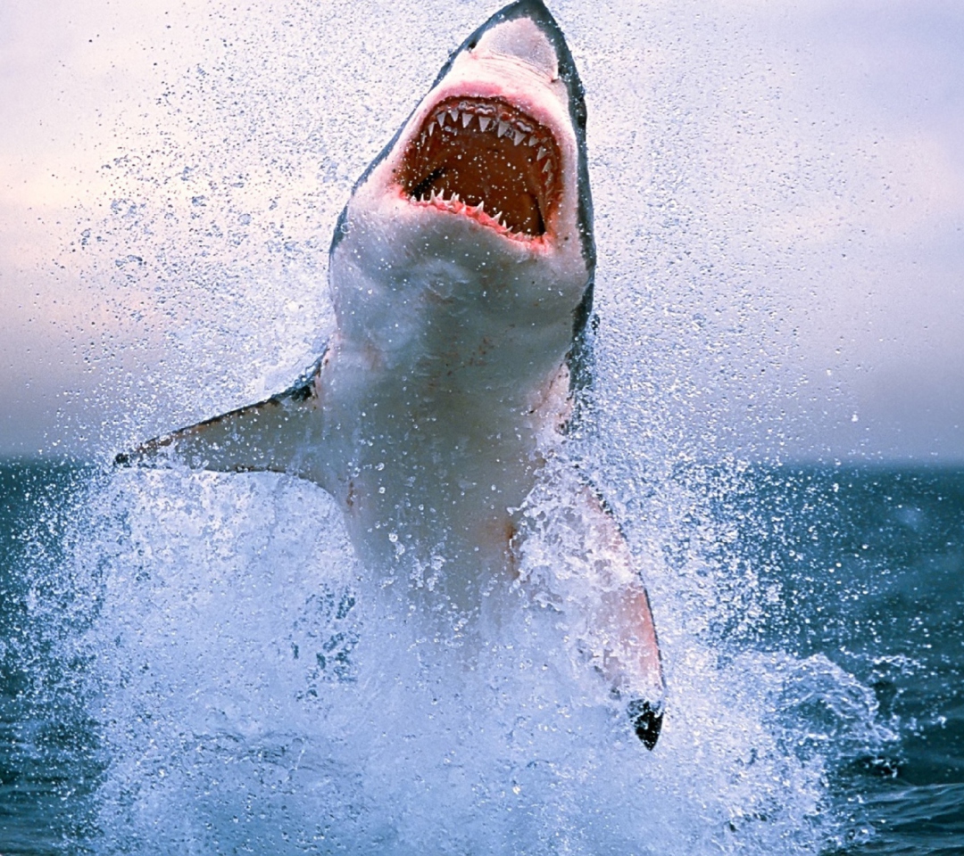 Das Dangerous Shark Wallpaper 1080x960