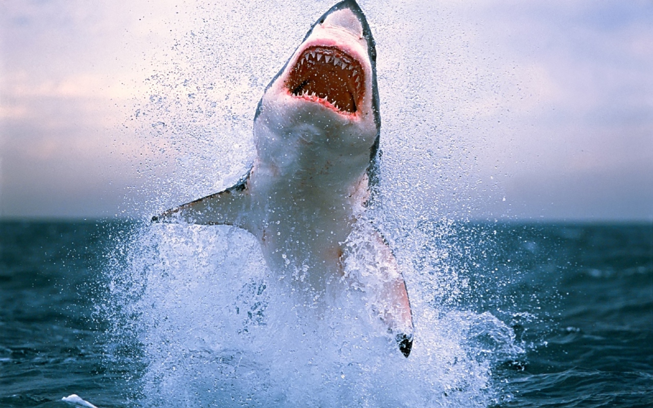 Screenshot №1 pro téma Dangerous Shark 1280x800