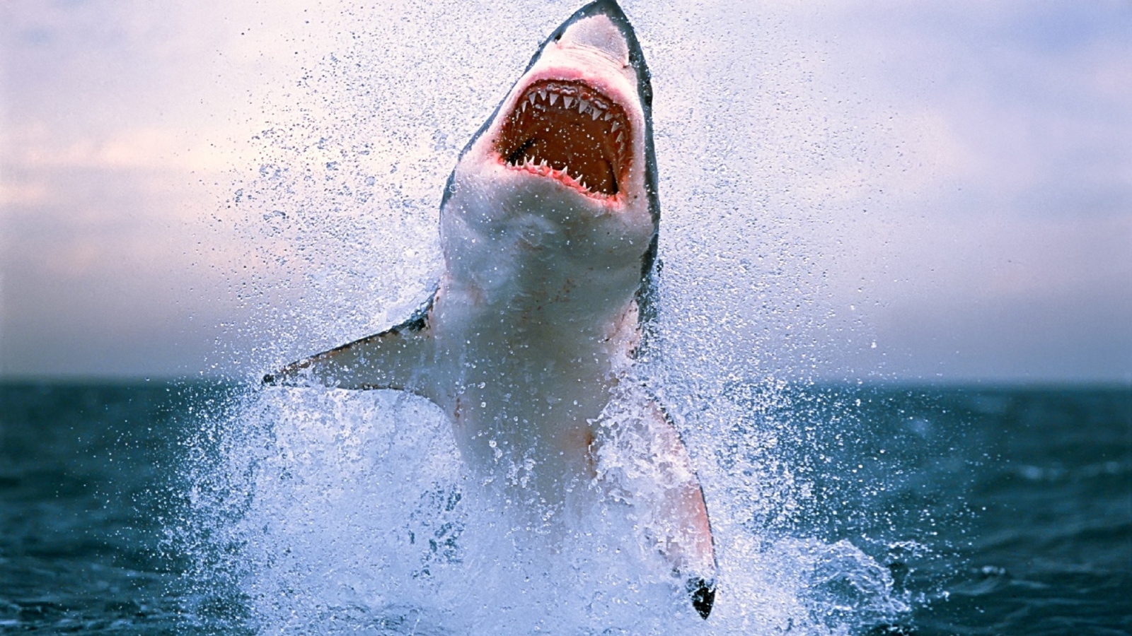 Dangerous Shark wallpaper 1600x900
