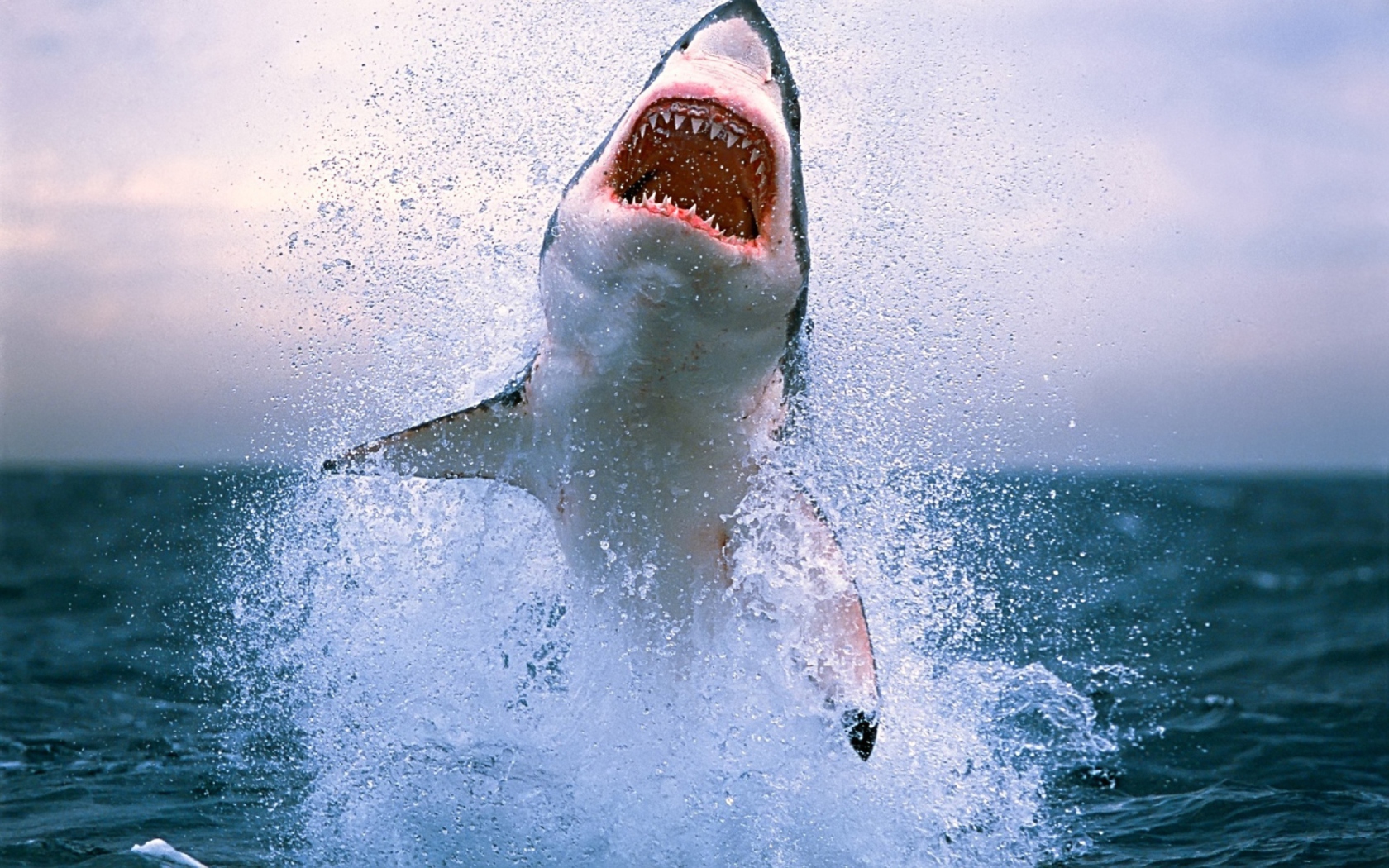 Dangerous Shark wallpaper 1680x1050