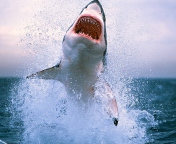 Dangerous Shark wallpaper 176x144