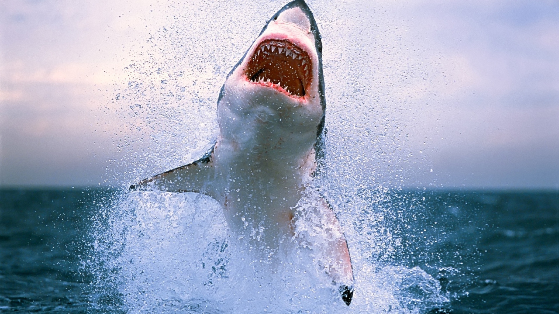 Screenshot №1 pro téma Dangerous Shark 1920x1080