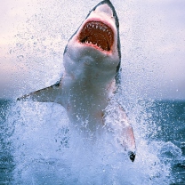 Dangerous Shark wallpaper 208x208