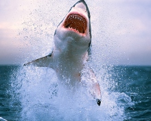 Sfondi Dangerous Shark 220x176