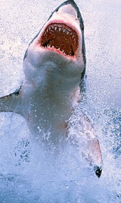 Dangerous Shark wallpaper 240x400
