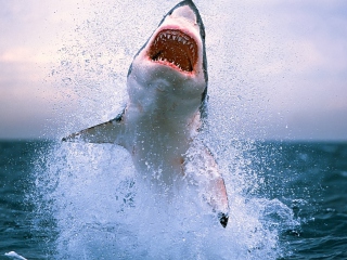 Das Dangerous Shark Wallpaper 320x240