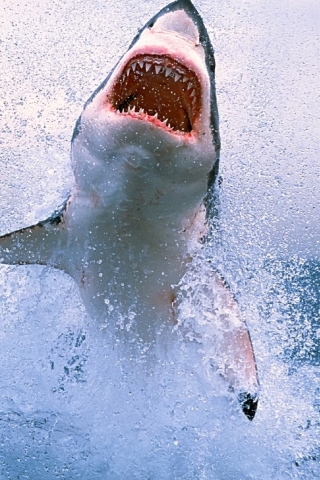 Fondo de pantalla Dangerous Shark 320x480