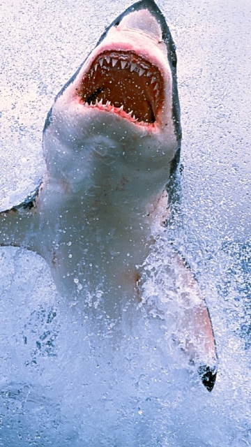 Sfondi Dangerous Shark 360x640