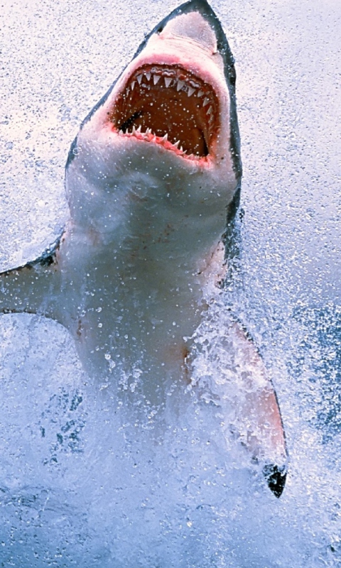 Dangerous Shark screenshot #1 480x800