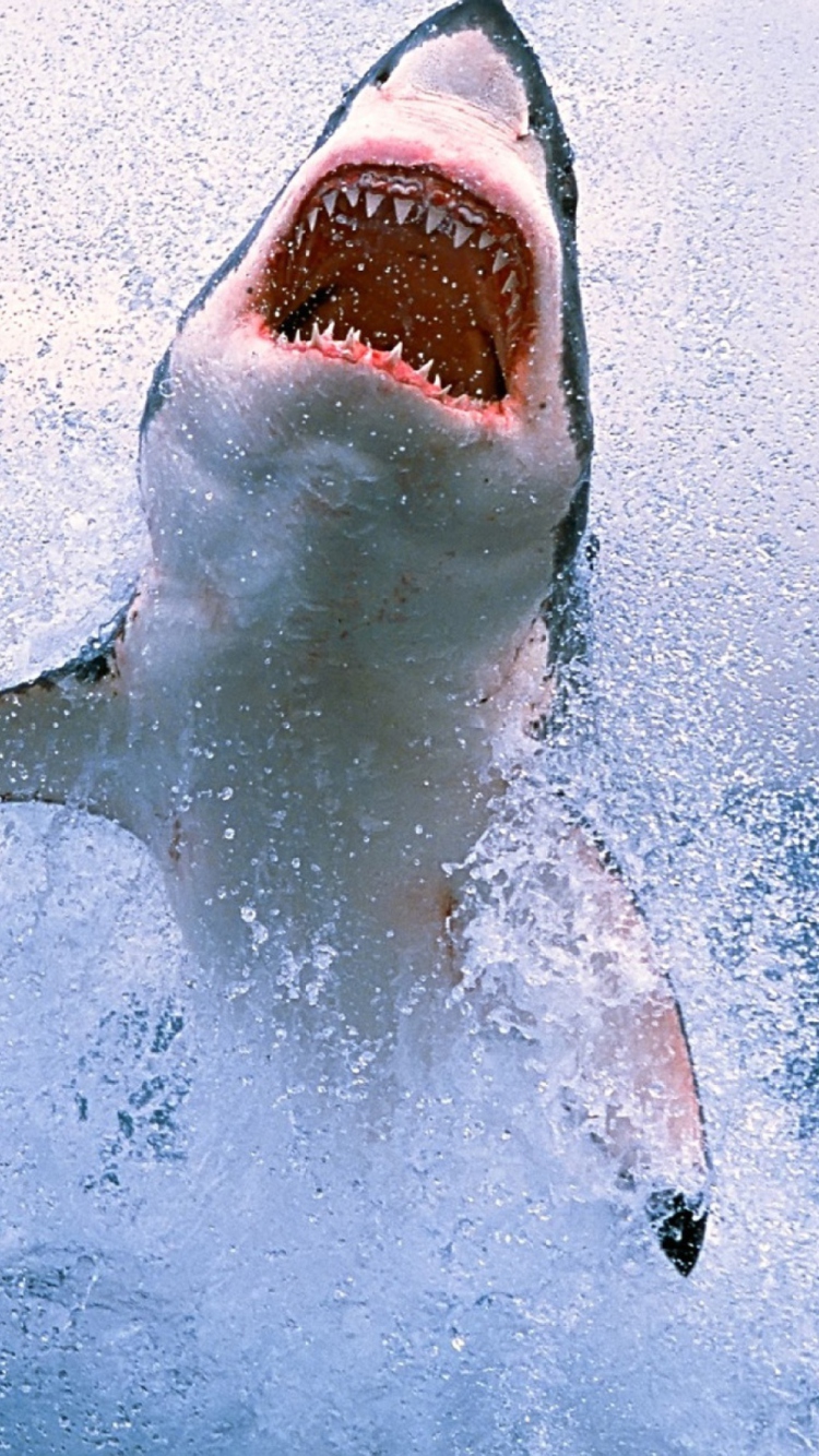 Dangerous Shark wallpaper 750x1334