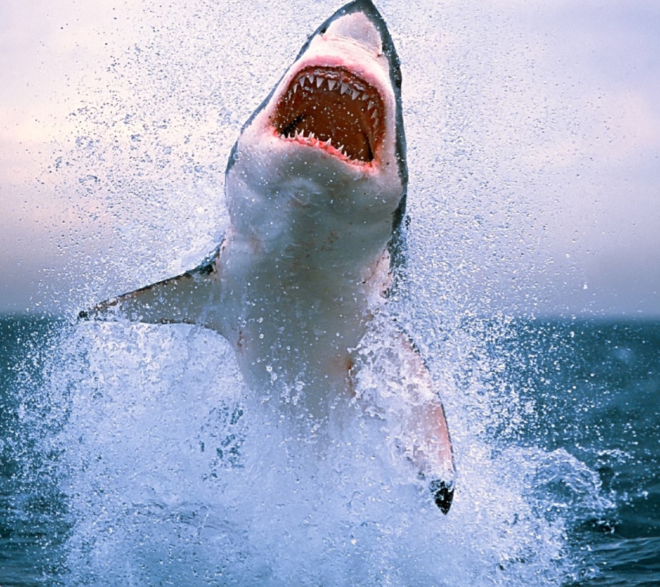 Das Dangerous Shark Wallpaper 960x854