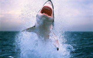 Dangerous Shark papel de parede para celular 