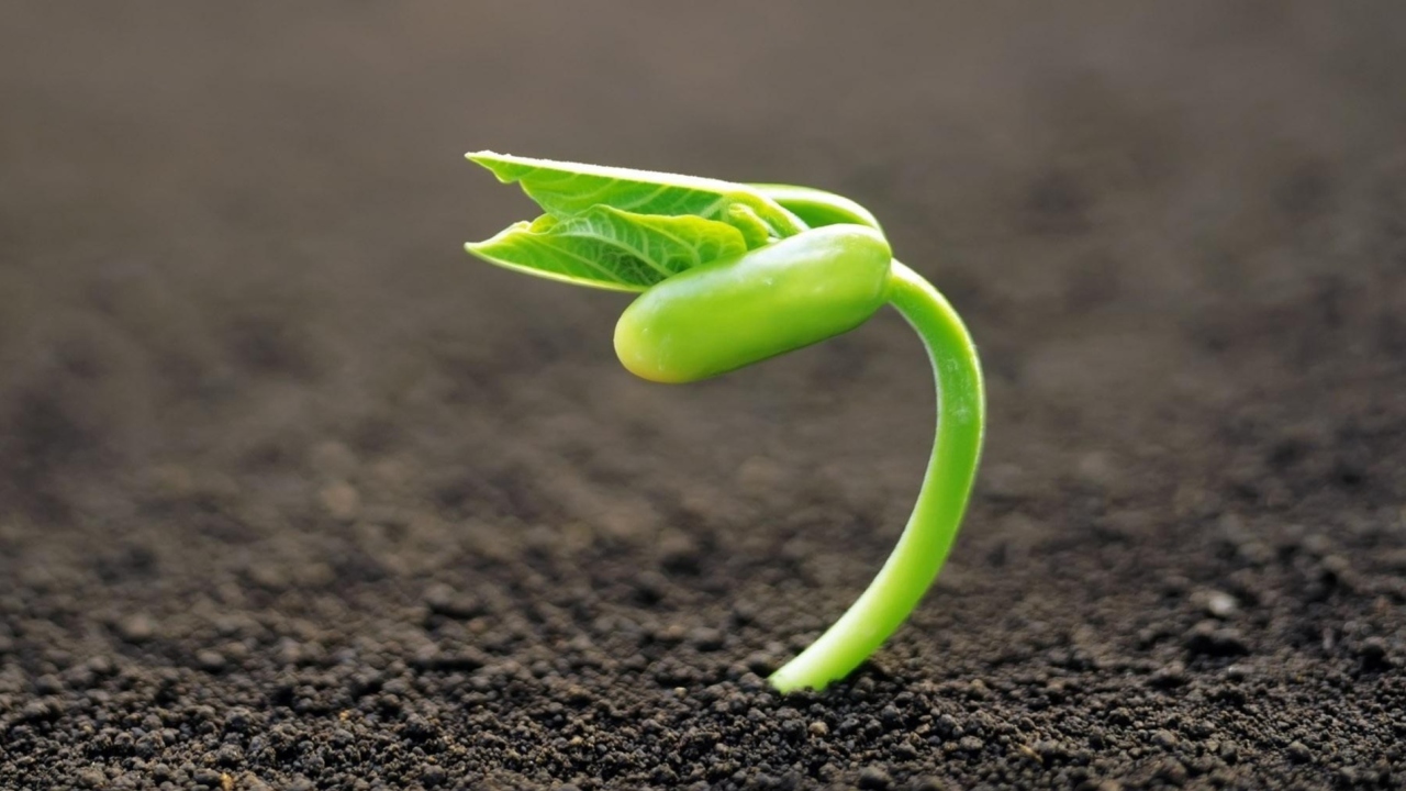 Young Plant wallpaper 1280x720