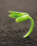 Young Plant wallpaper 128x160