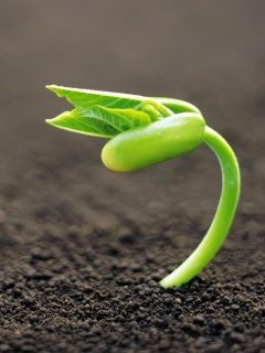 Young Plant wallpaper 240x320