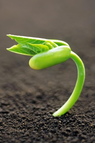 Young Plant wallpaper 320x480