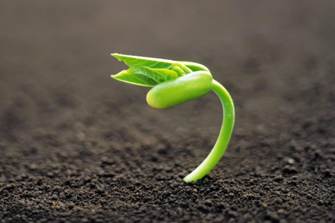Young Plant wallpaper 480x320
