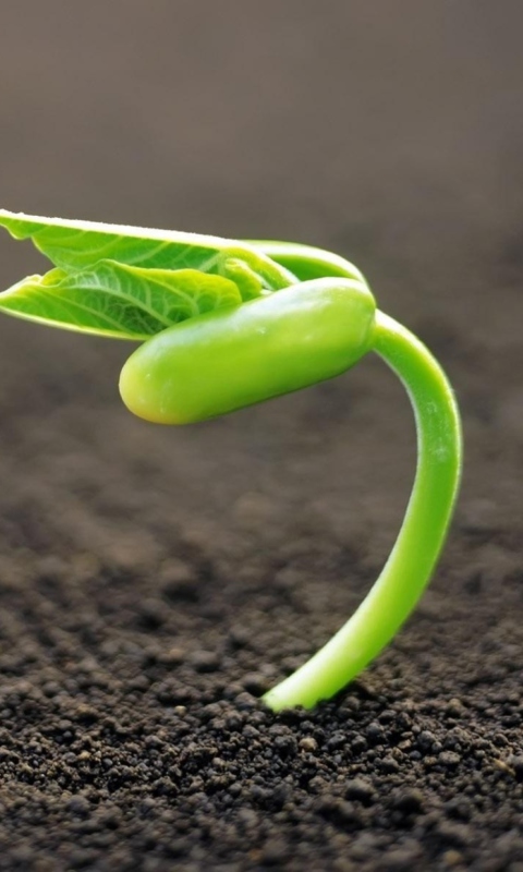 Young Plant wallpaper 480x800