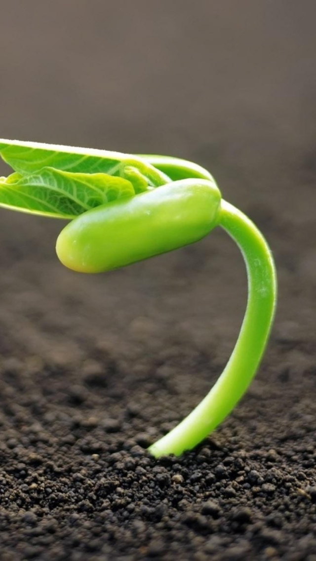 Young Plant wallpaper 640x1136