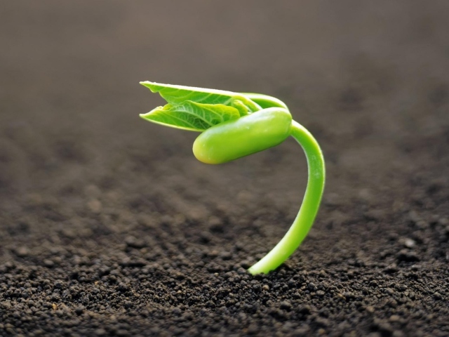 Young Plant wallpaper 640x480