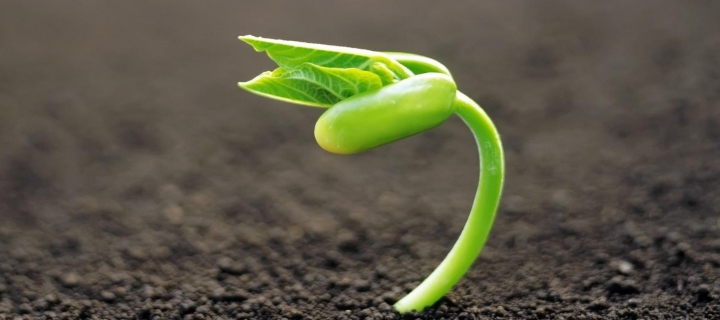 Young Plant wallpaper 720x320