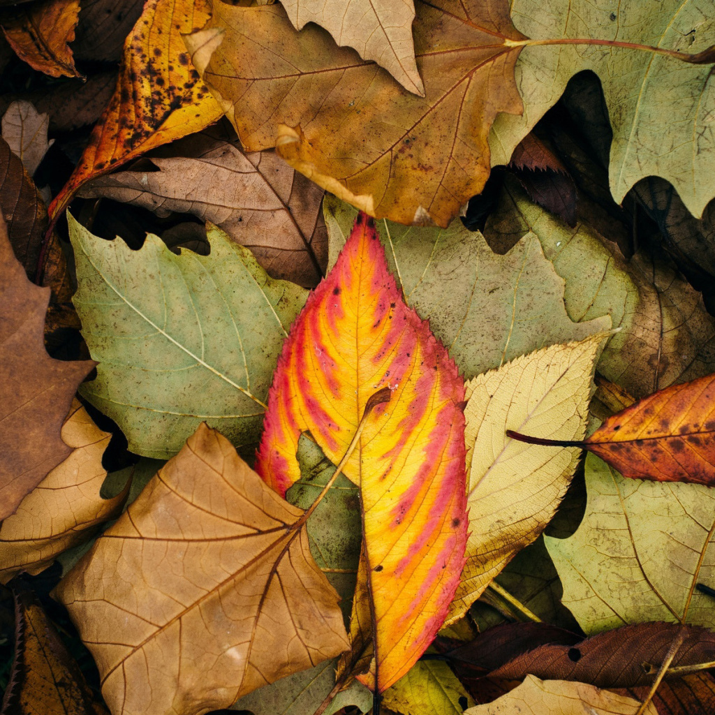 Screenshot №1 pro téma Autumn Leaves Artwork 1024x1024