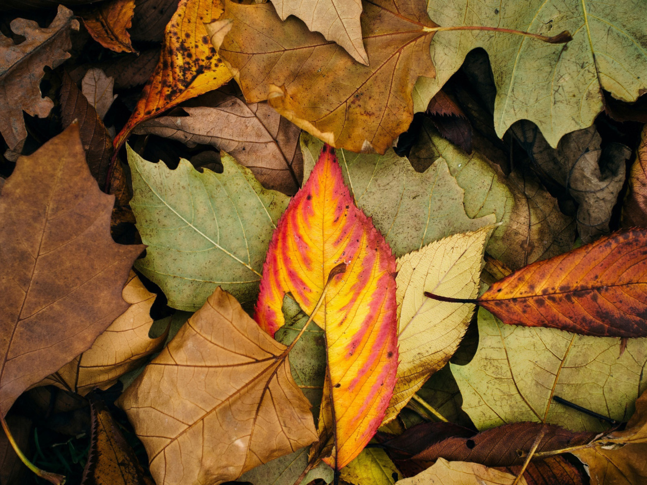 Das Autumn Leaves Artwork Wallpaper 1280x960