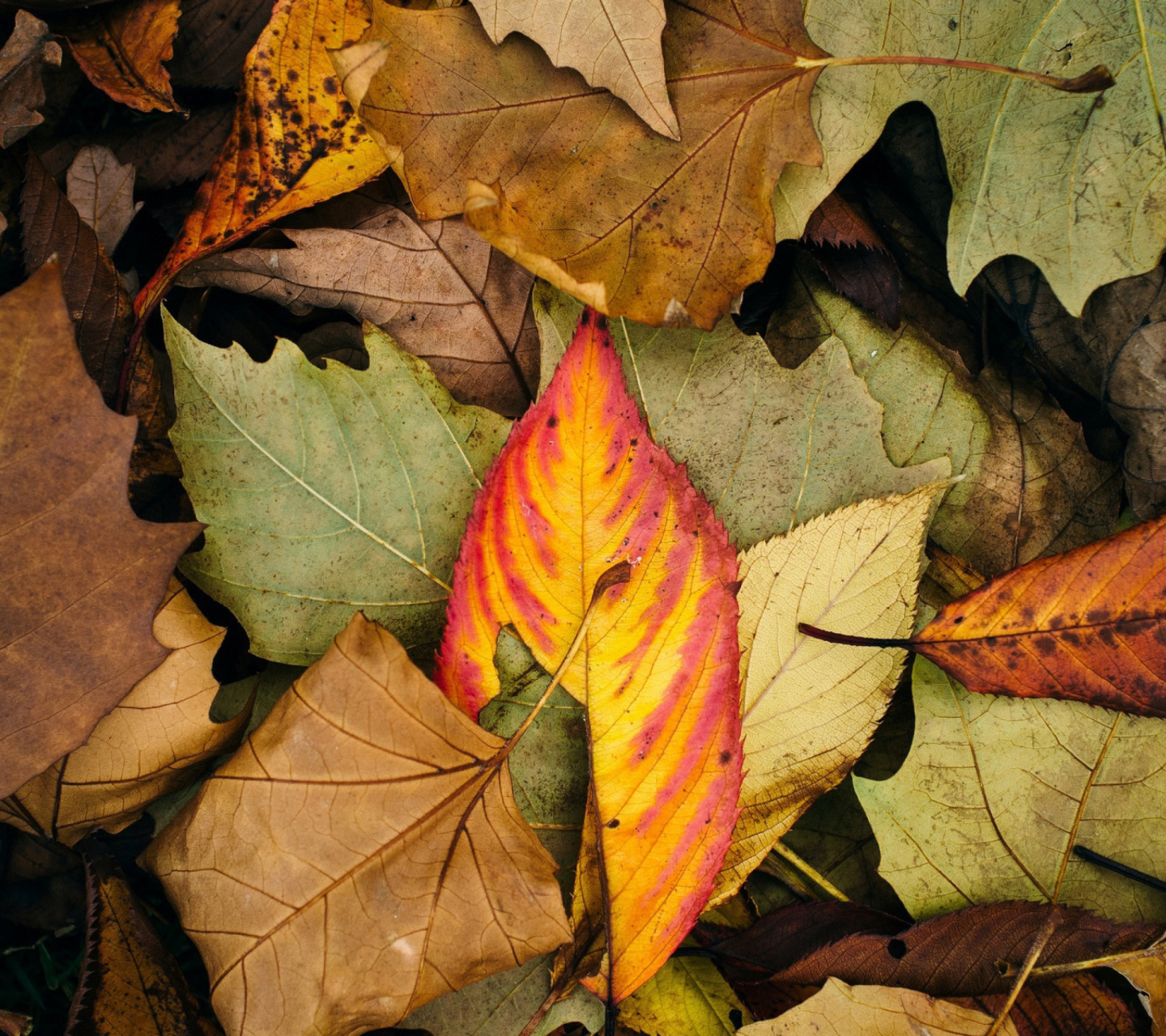 Das Autumn Leaves Artwork Wallpaper 1440x1280