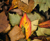 Das Autumn Leaves Artwork Wallpaper 176x144