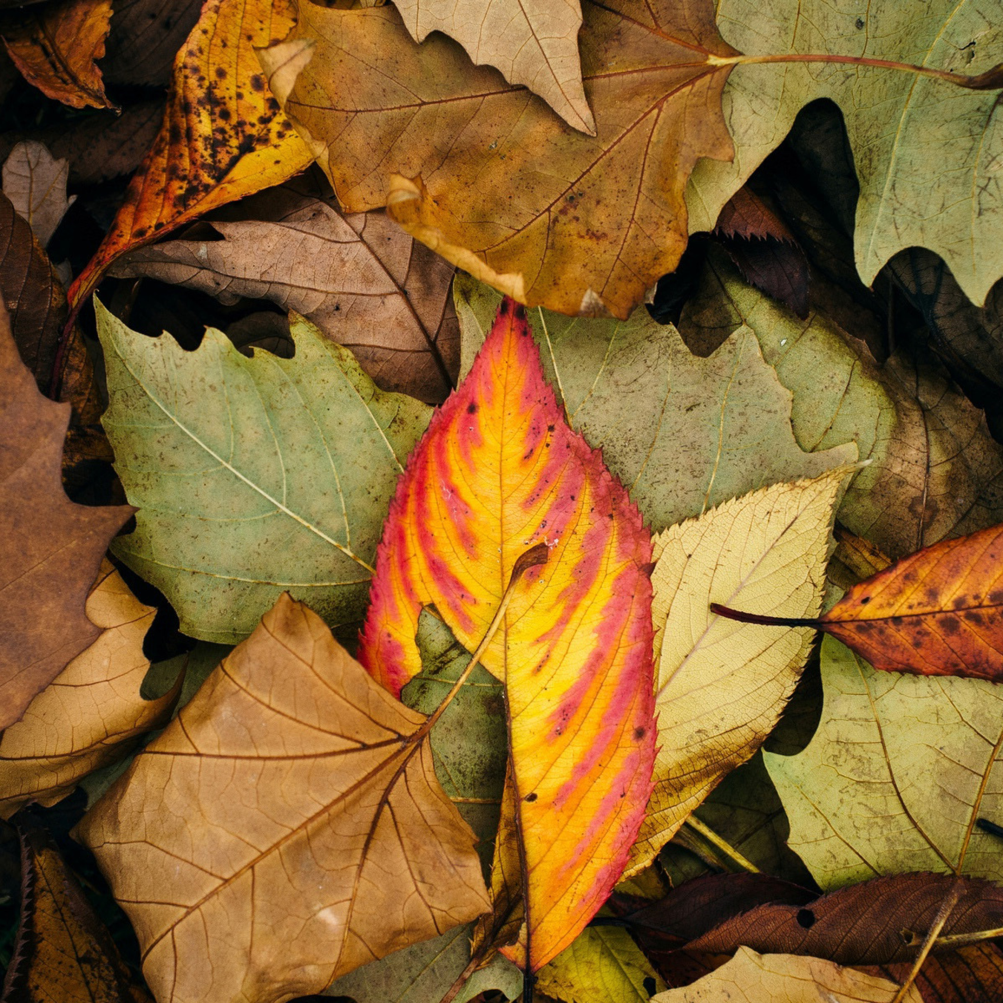 Fondo de pantalla Autumn Leaves Artwork 2048x2048