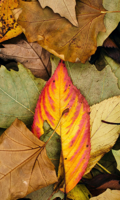 Das Autumn Leaves Artwork Wallpaper 240x400