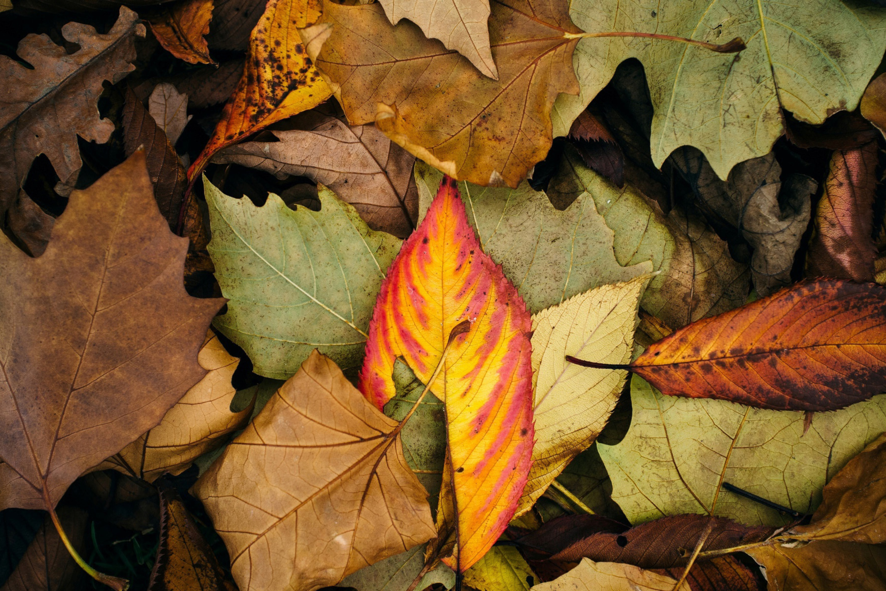 Fondo de pantalla Autumn Leaves Artwork 2880x1920