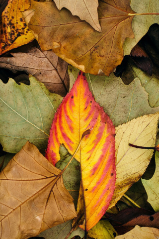 Das Autumn Leaves Artwork Wallpaper 320x480