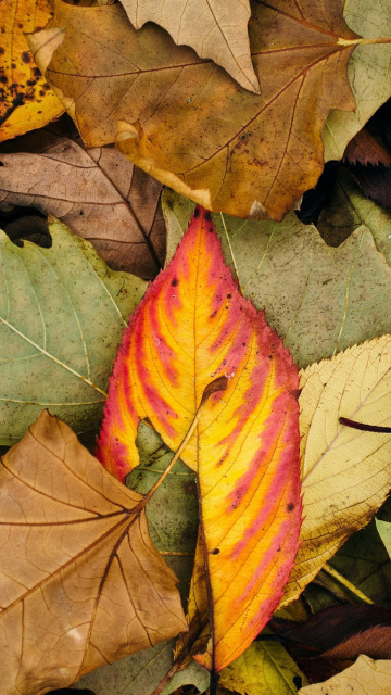 Fondo de pantalla Autumn Leaves Artwork 360x640