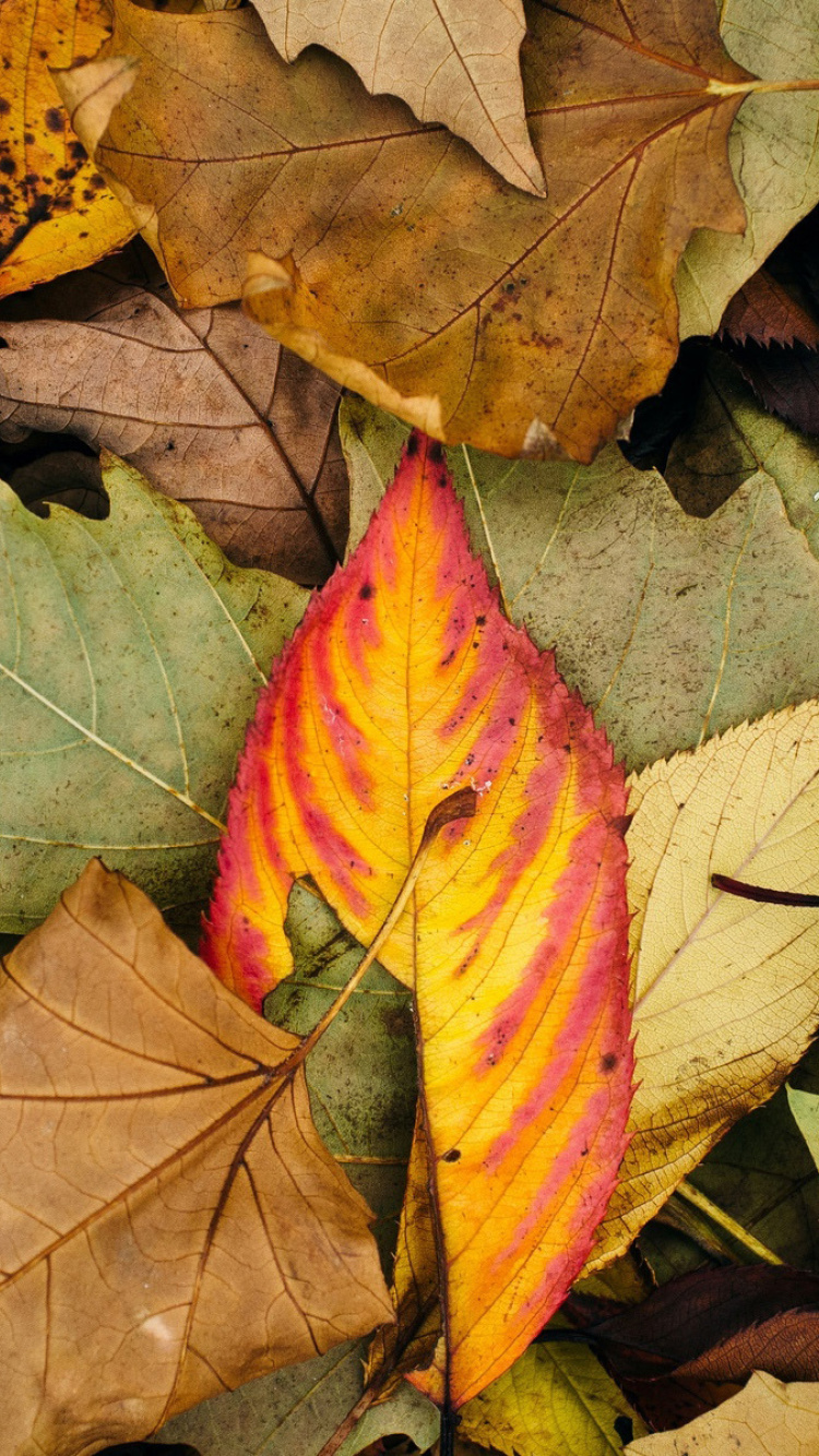 Das Autumn Leaves Artwork Wallpaper 750x1334