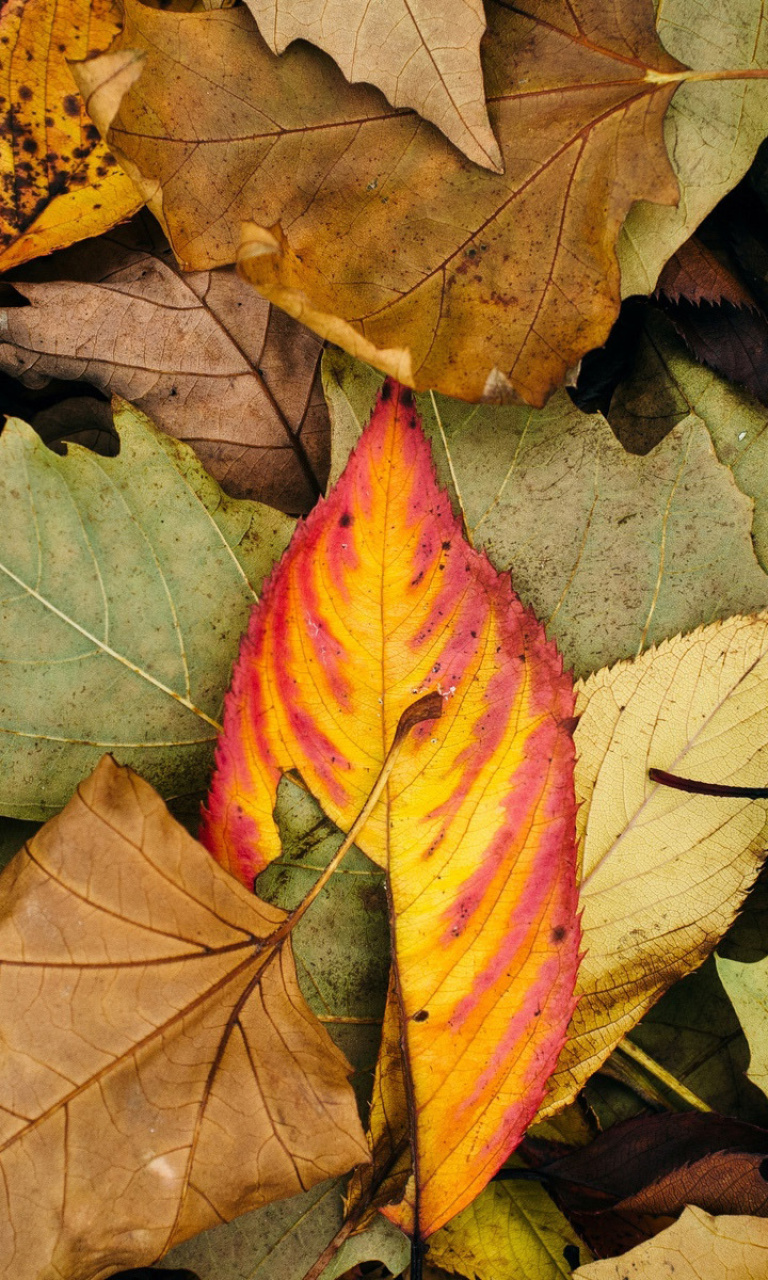 Autumn Leaves Artwork screenshot #1 768x1280