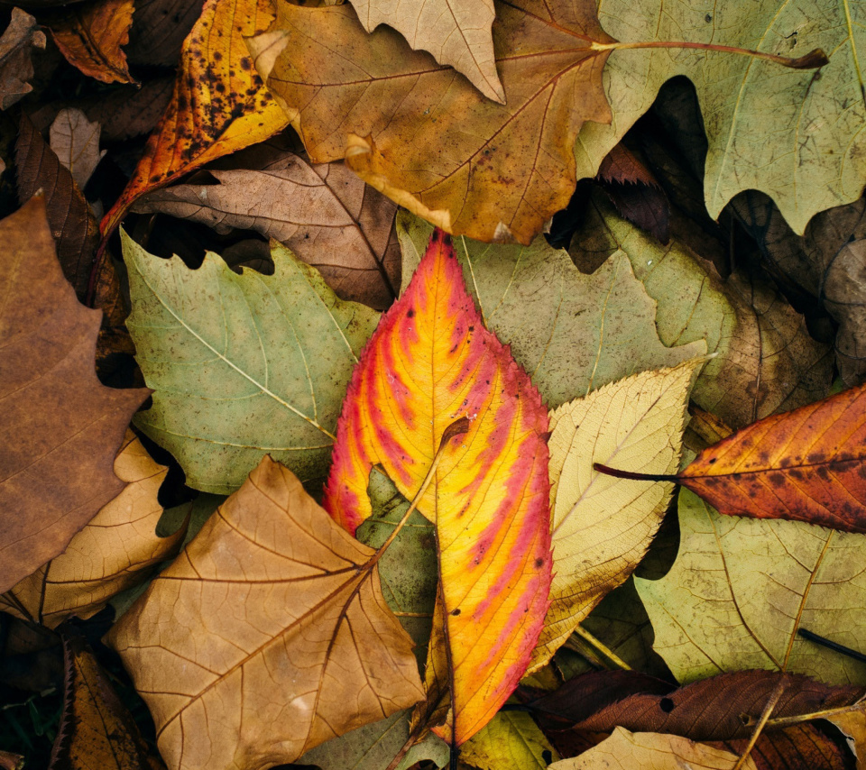 Обои Autumn Leaves Artwork 960x854