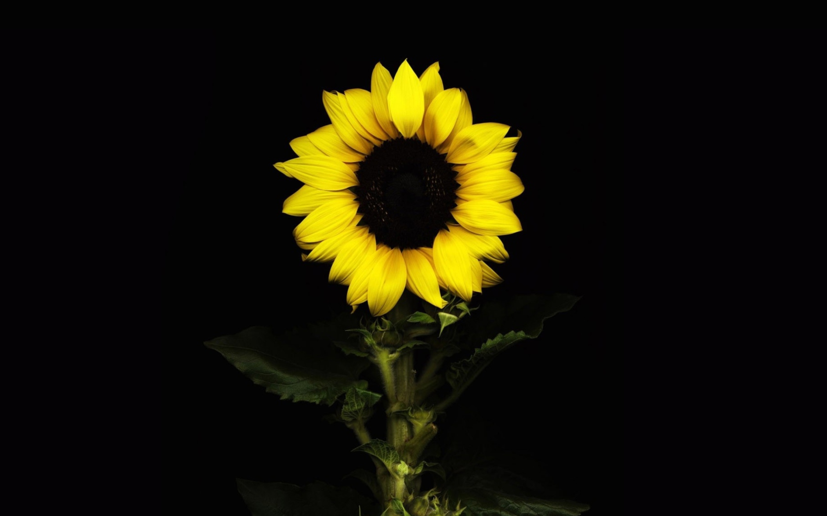 Fondo de pantalla Sunflower In The Dark 1680x1050
