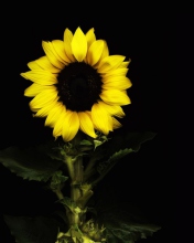 Fondo de pantalla Sunflower In The Dark 176x220