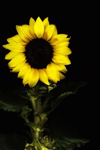 Обои Sunflower In The Dark 320x480