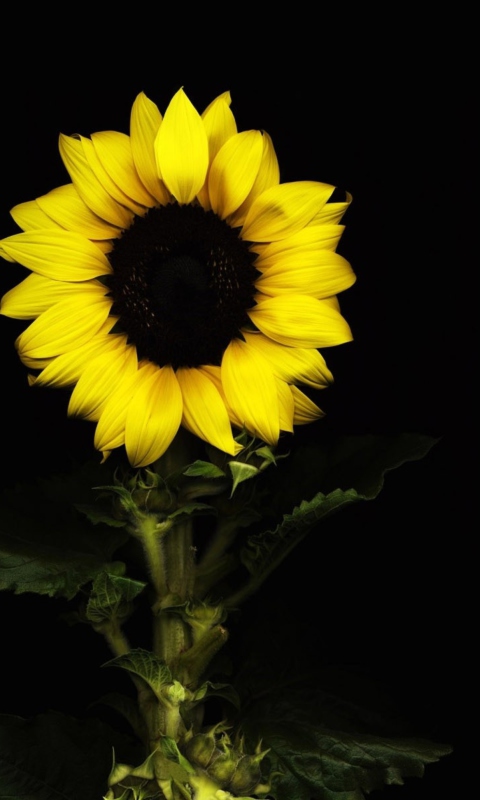 Обои Sunflower In The Dark 480x800