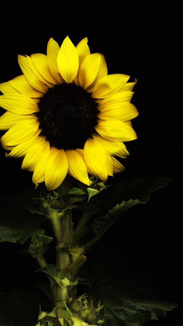 Sunflower In The Dark wallpaper 640x1136