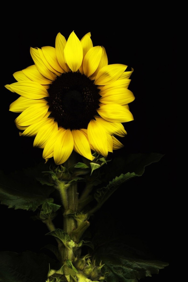 Das Sunflower In The Dark Wallpaper 640x960