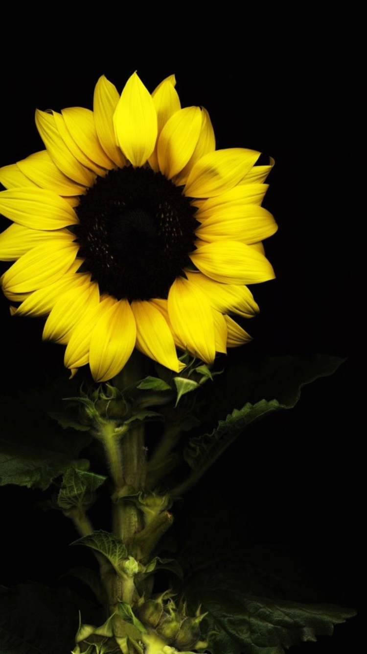 Screenshot №1 pro téma Sunflower In The Dark 750x1334