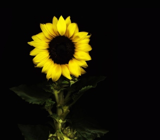 Sunflower In The Dark Background for 1024x1024