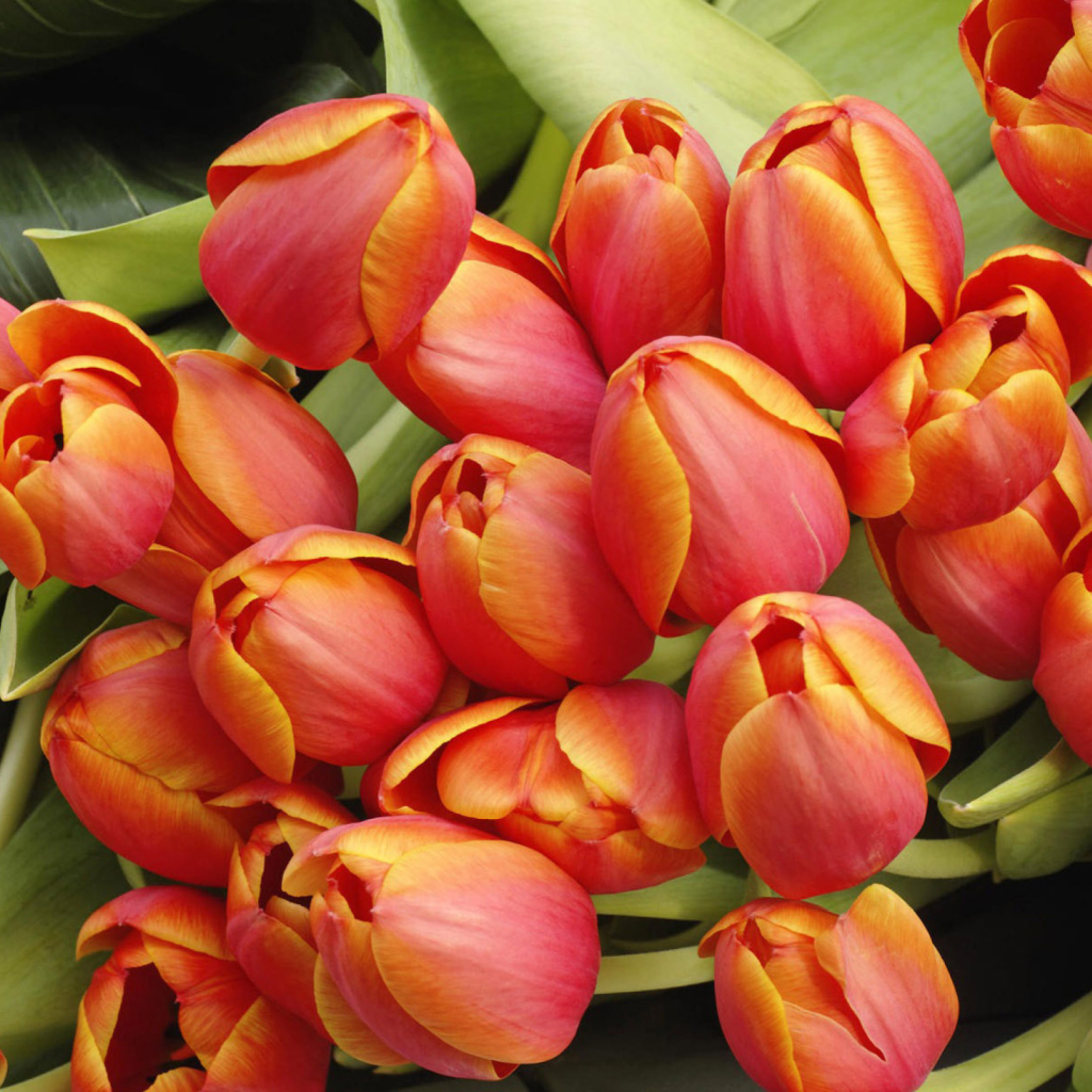 Обои Bouquet Of Fresh Tulips 1024x1024
