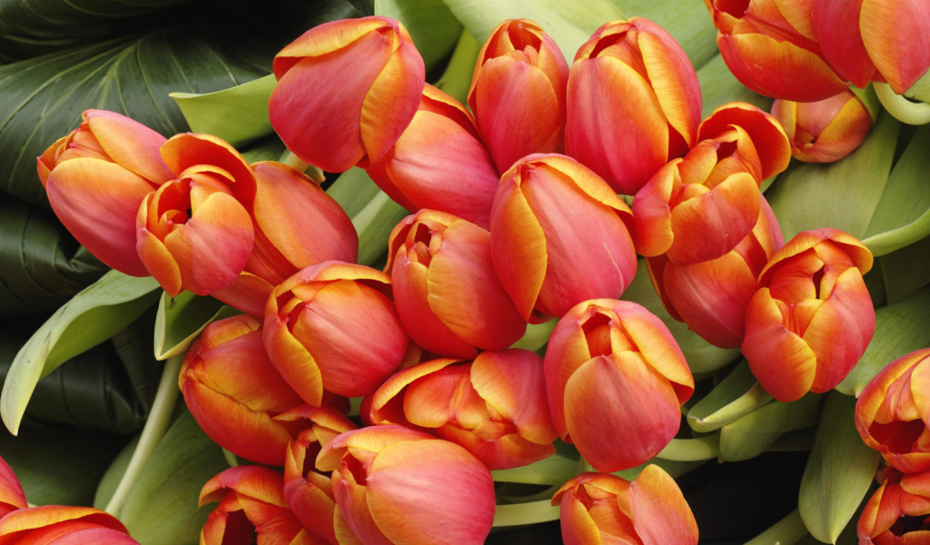 Sfondi Bouquet Of Fresh Tulips 1024x600